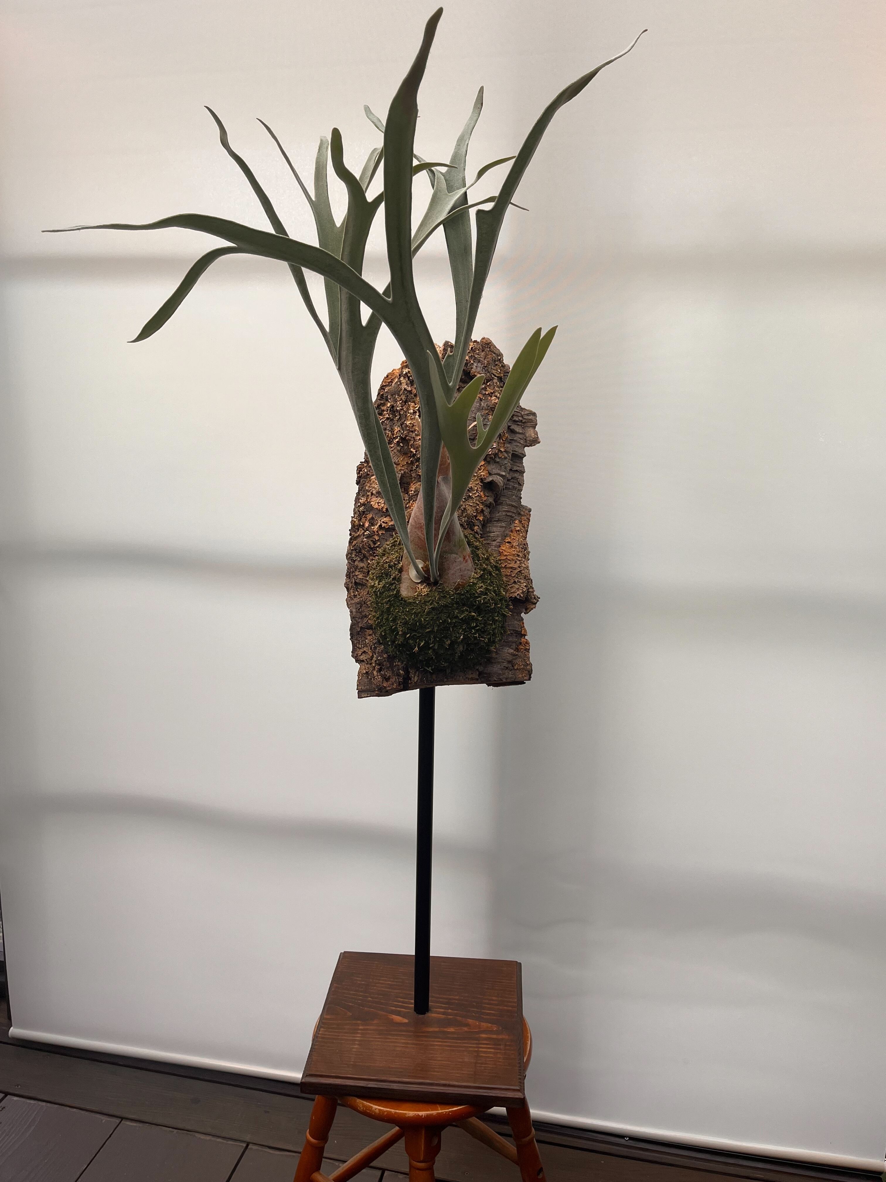 はなはなはなこ様ビカクシダオールドビブルカツム　クランプ巨大親株　コウモリラン ビカクシダオールドビブルカツム クランプ巨大親株 コウモリラン