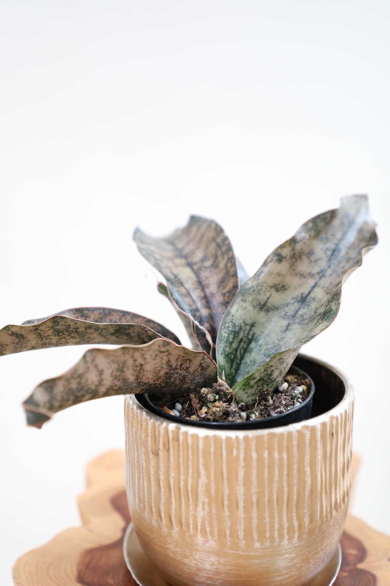 【S】サンスベリア キルキーコバトーン/Sanseveria Powellii　※スチール鉢付き
