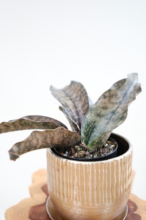 【S】サンスベリア キルキーコバトーン/Sanseveria Powellii　※スチール鉢付き