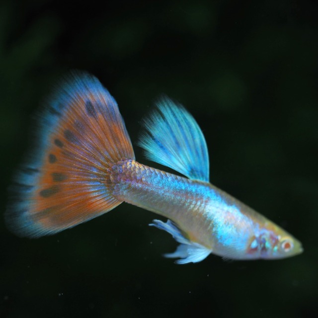 【セール】RREAラズリーレッドテールタキシード 3ペア