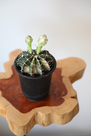 ミハノビッチ LB錦/Gymocalycium Mihaovichii  ※プラポット