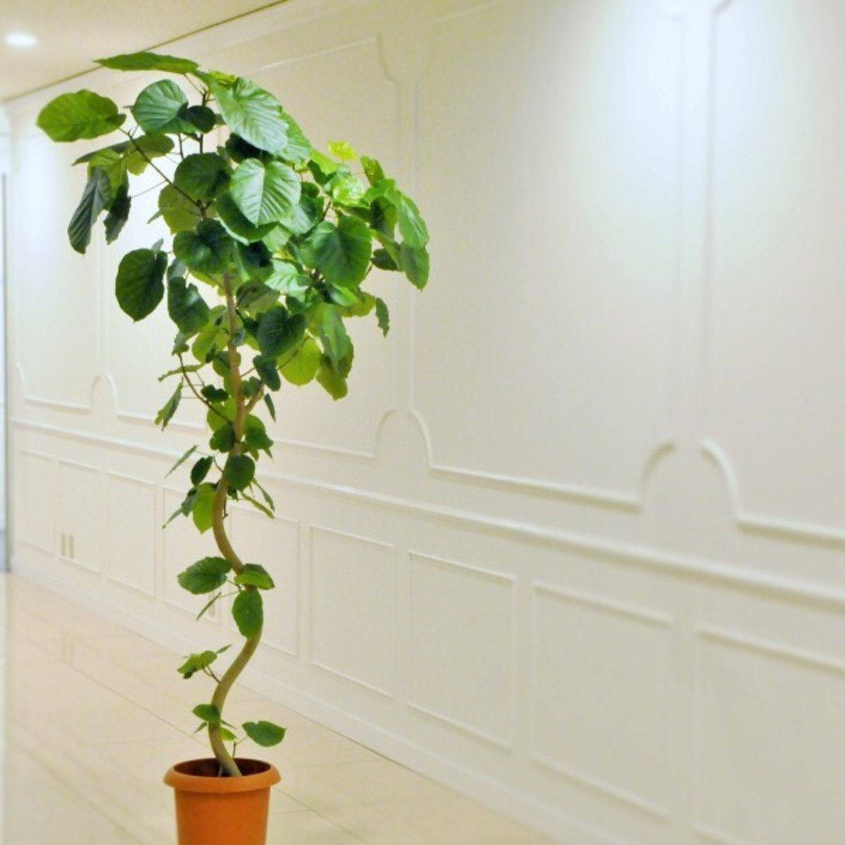 現品限りこだわりの植物 ウンベラータ曲がり 1021 幕張のお花屋 さんからウェディングやお祝い花 胡蝶蘭 プリザーブド おしゃれなプレゼントをお届け ブーケアンドブーケ