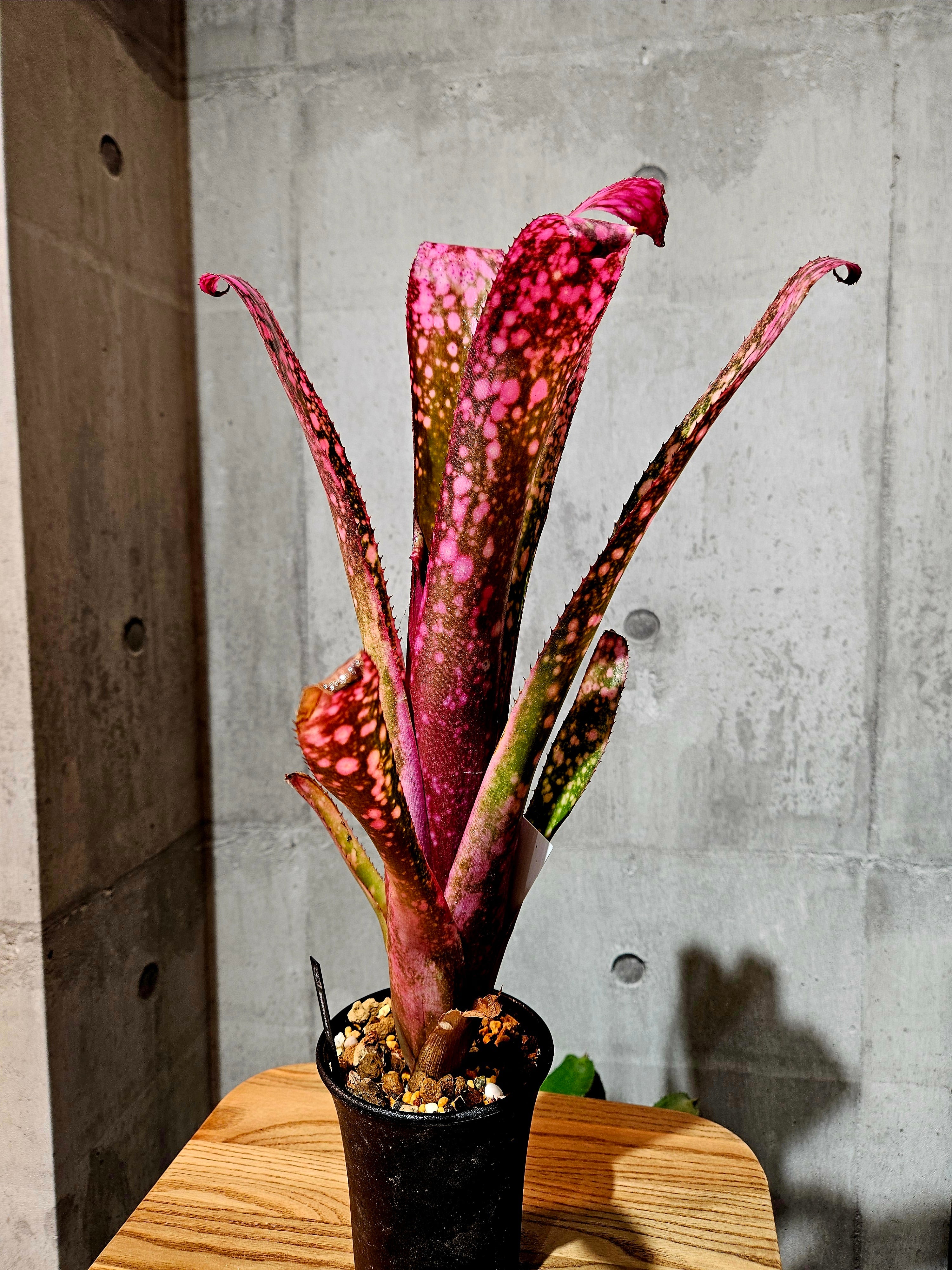 Bill.teng e 【artPLANTs/PLANTS GARAGE 】 ビルベルギア/Billbergia 