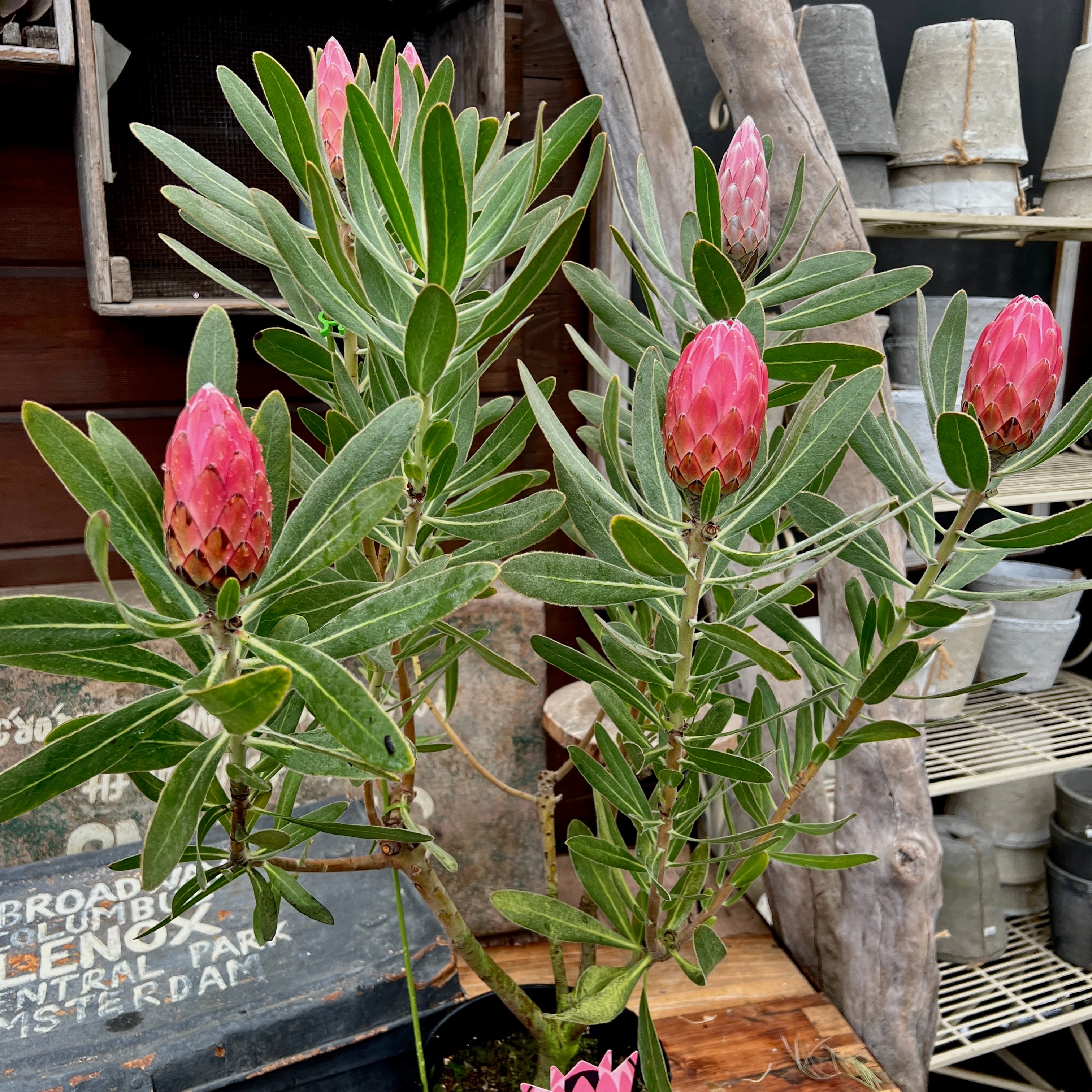 希少 プロテア オーストラリスパッション 挿し木 苗 鉢植え オージー プランツ 希少 プロテア オーストラリスパッション 挿し木 苗 鉢植え オージー