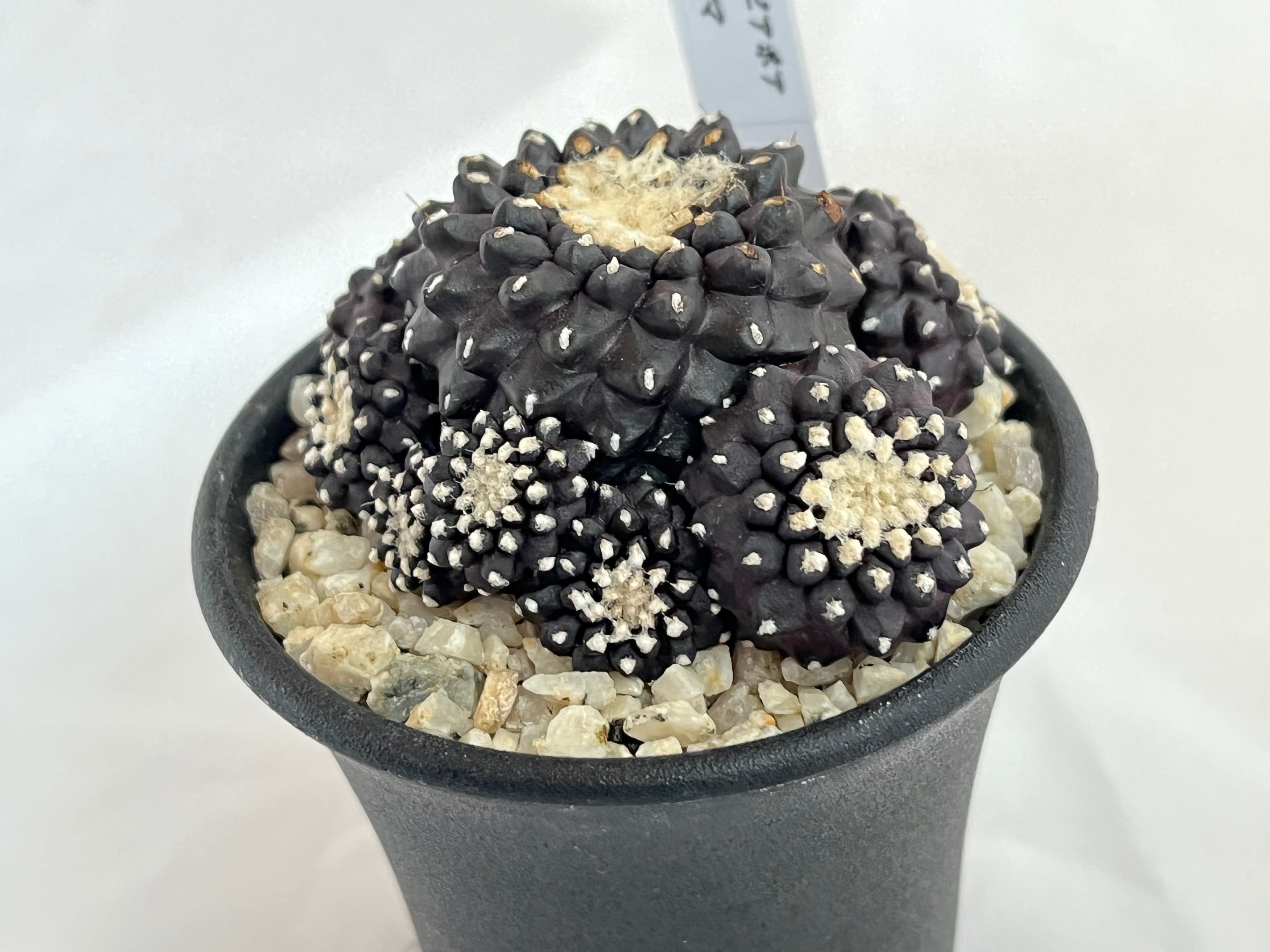 Copiapoa Tenuissima コピアポア テヌイシマ 魚鱗玉 サボテン | plants