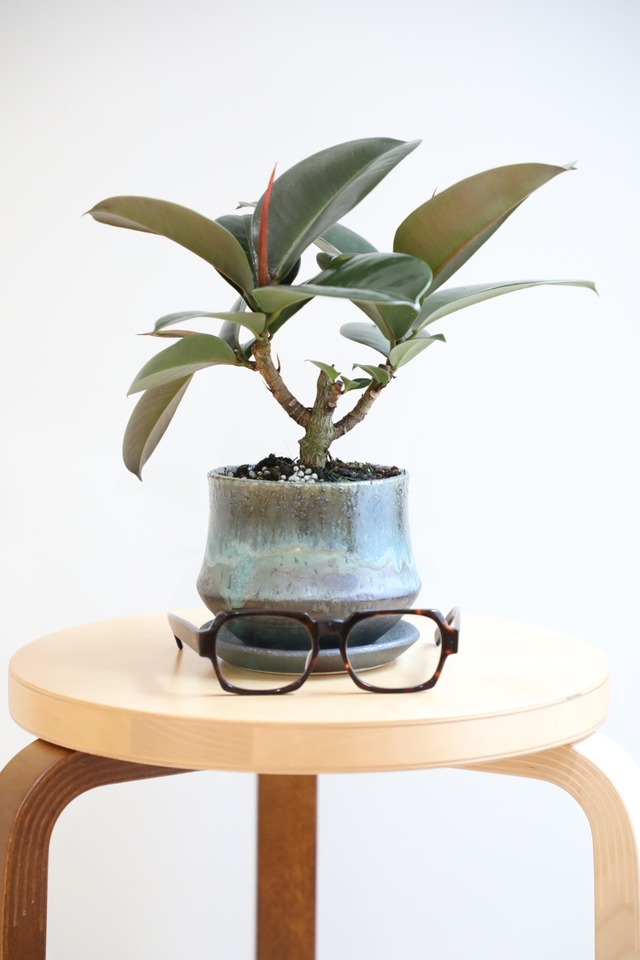 【S】フィカス ソフィア/Ficus