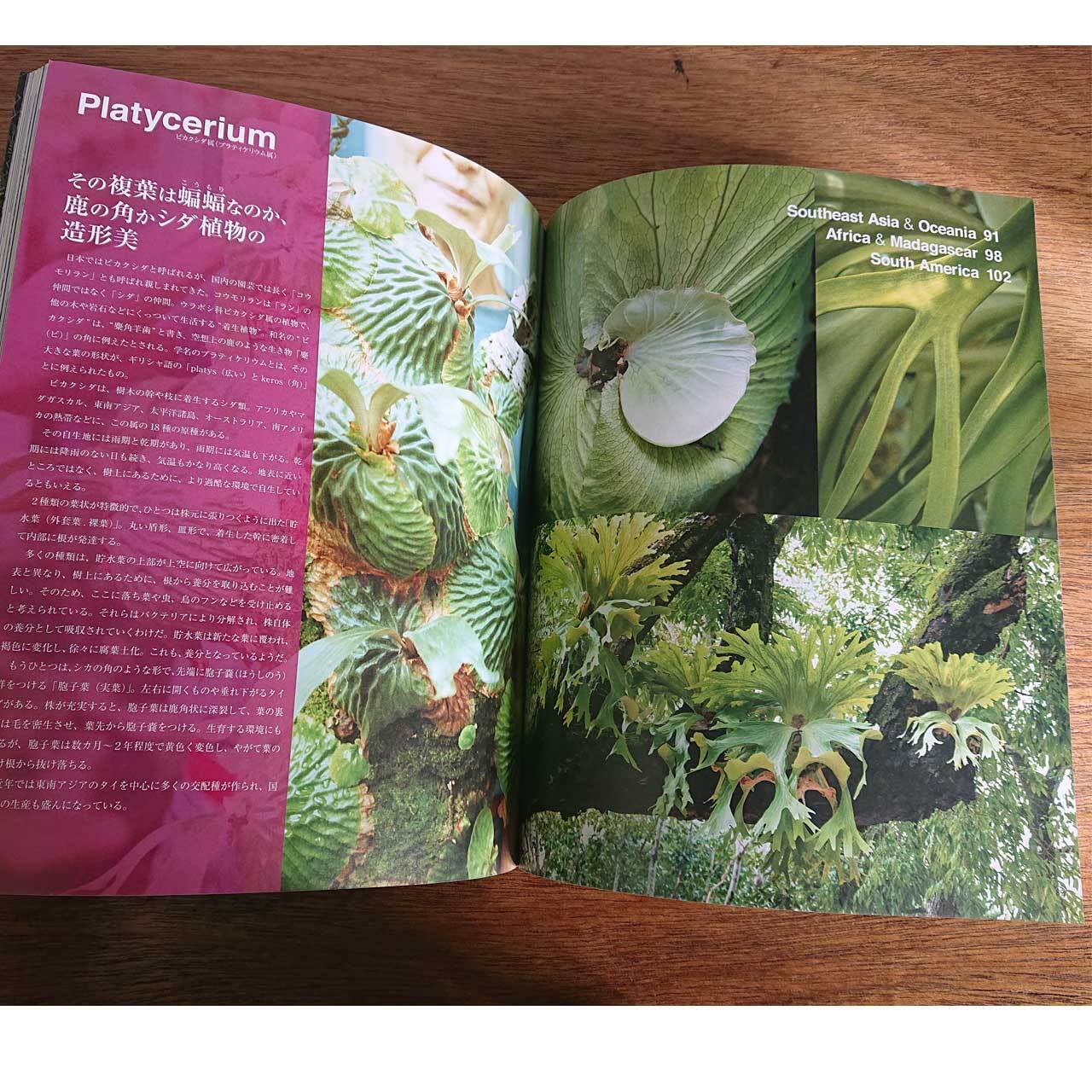 Bizarre Plants -Summer type- | Seeding