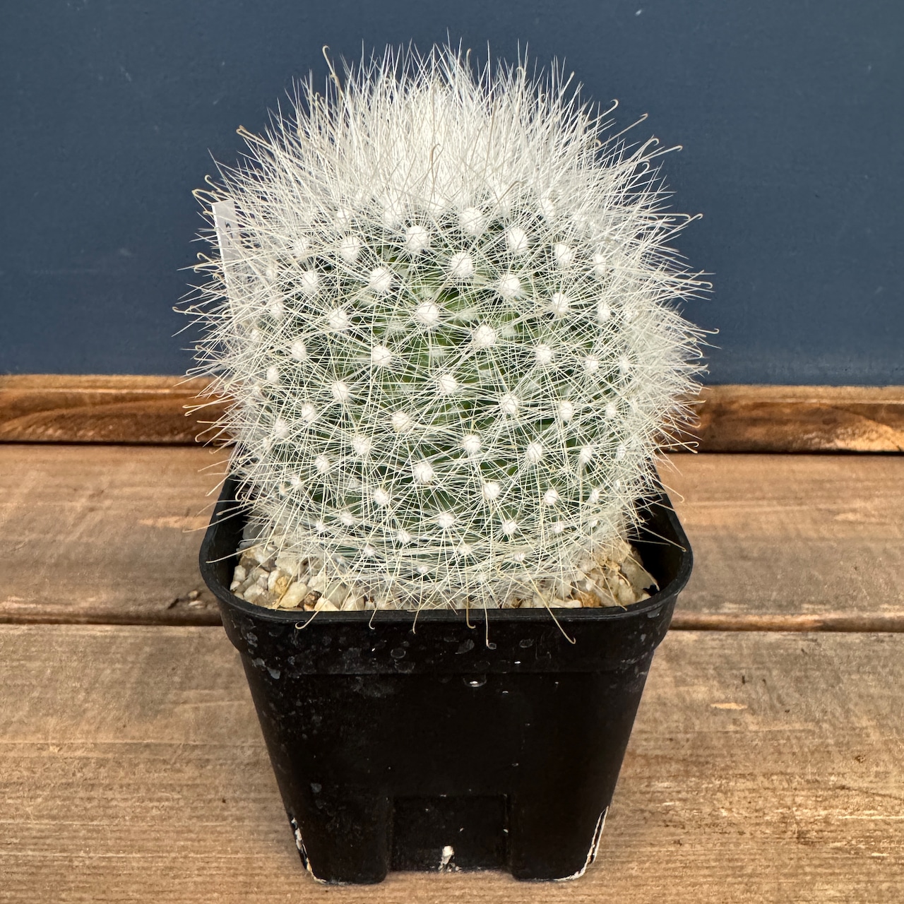 サボテン マミラリア 月宮殿【794】