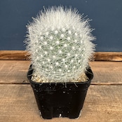 サボテン マミラリア 月宮殿【794】