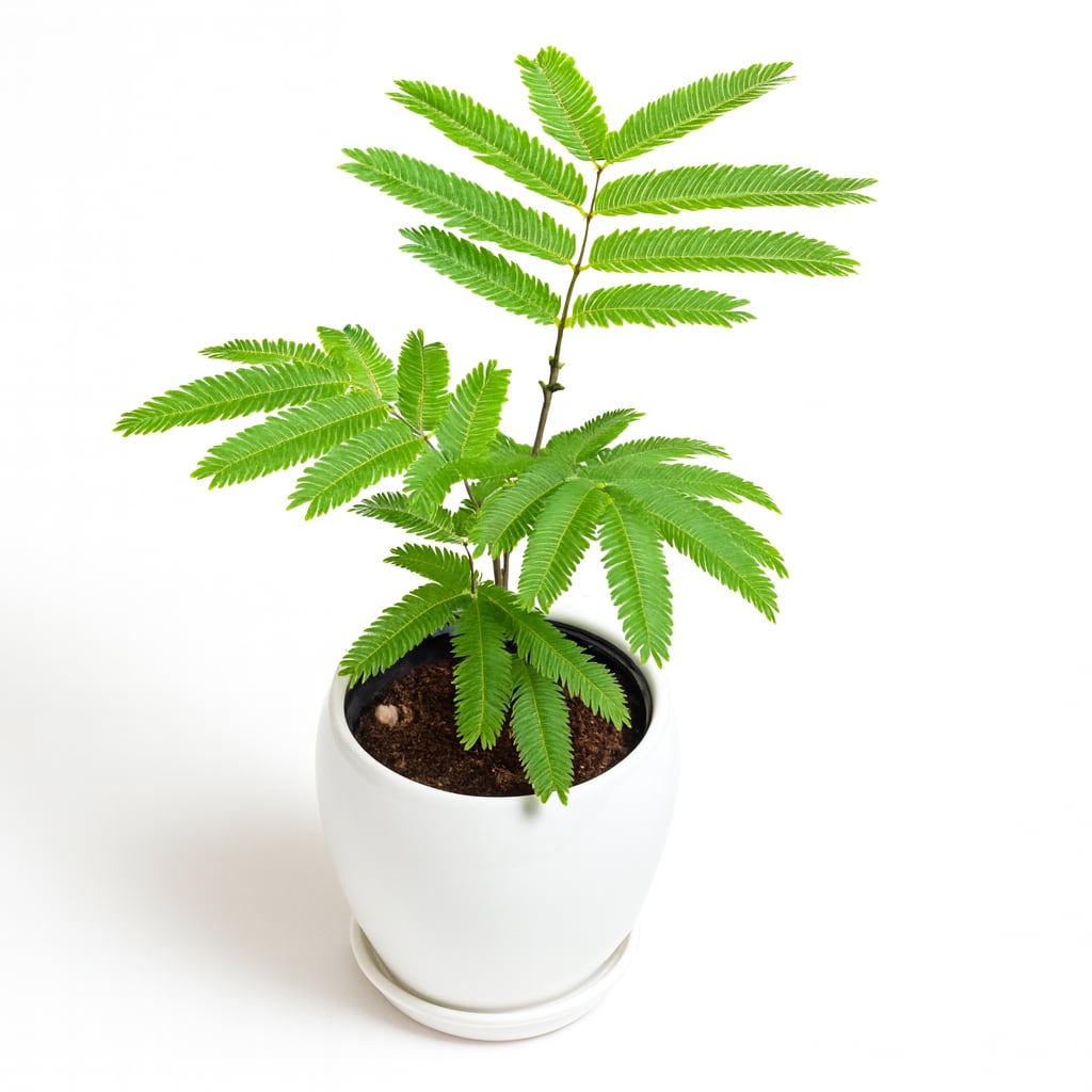 【お祝い・インテリア用】エバーフレッシュ 5号 陶器鉢