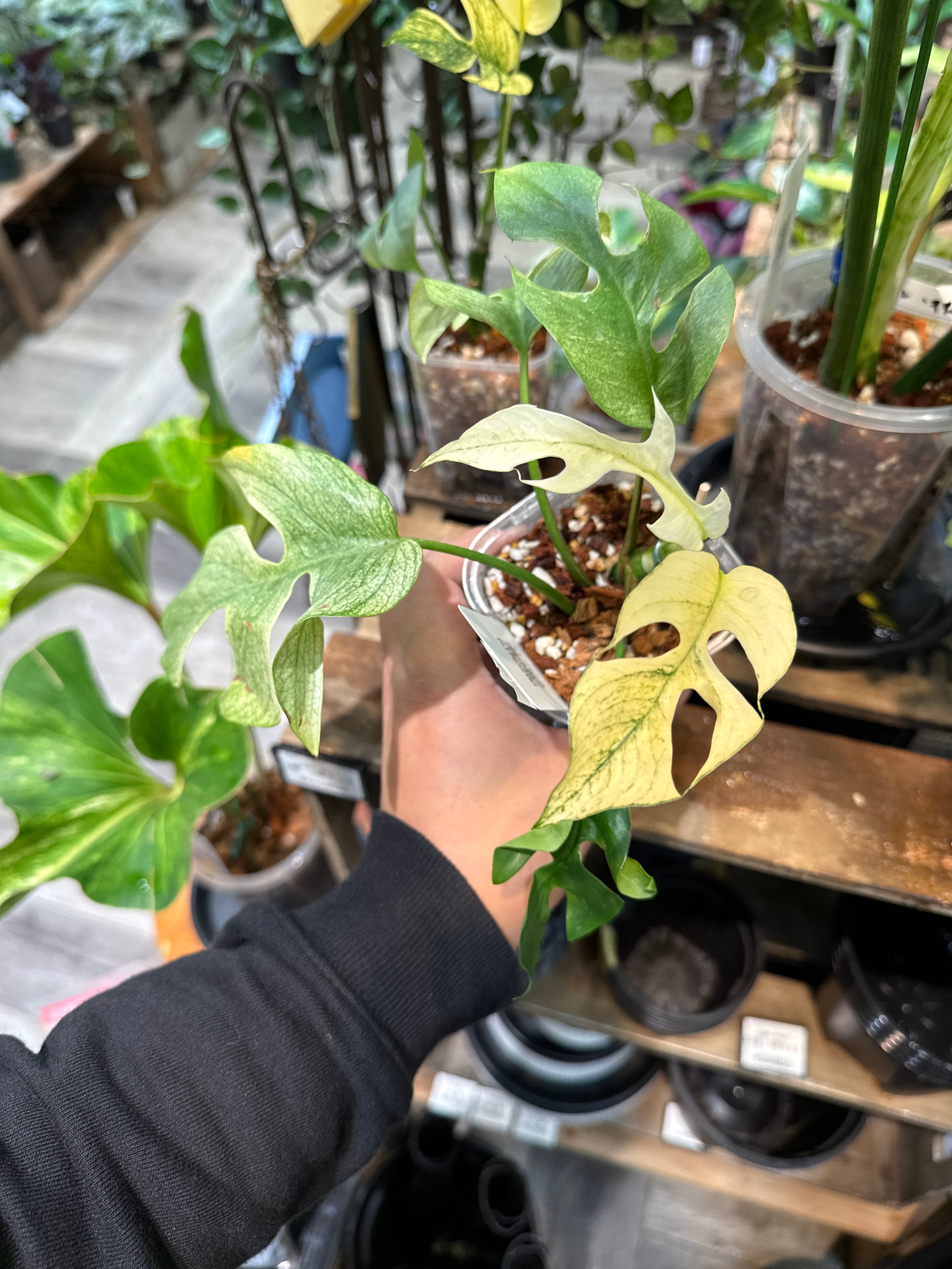 ラフィドフォラ・テトラスペルマ・ホワイトモンスター ラフィドフォラテトラスペルマホワイトモンスター発根済