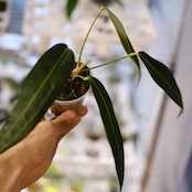 Anthurium wendlingeri⑤ / アンスリウム・ウェンドリンゲリ│観葉植物