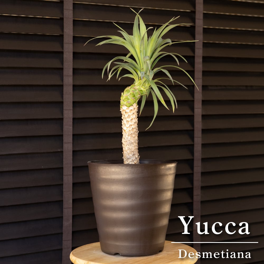 ユッカ デスメティアーナ 曲げ 幹立ち 7号 ロストラータ ドライガーデン