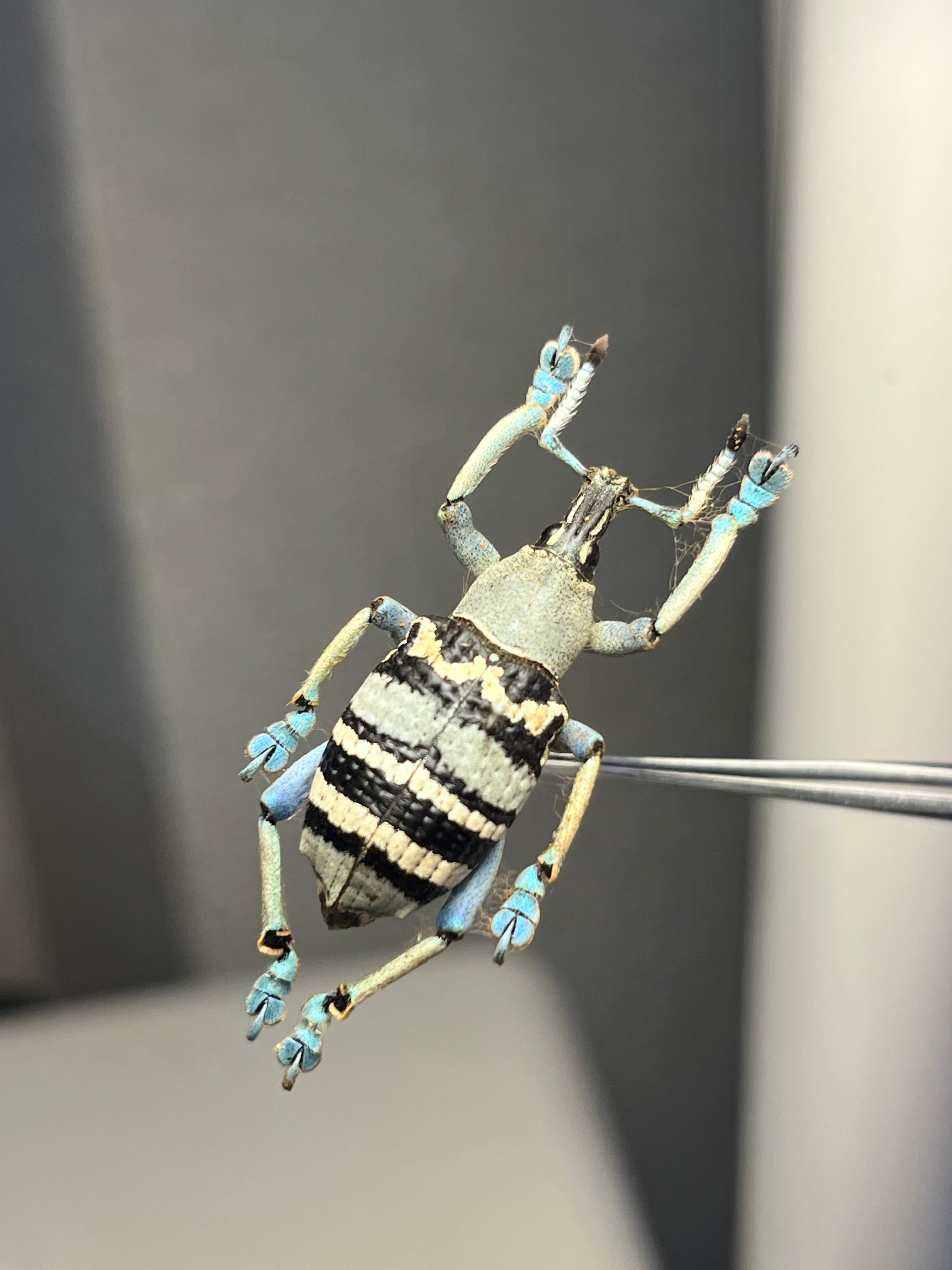 25mm】トライバルな模様が美しいニケリーホウセキゾウムシ 標本