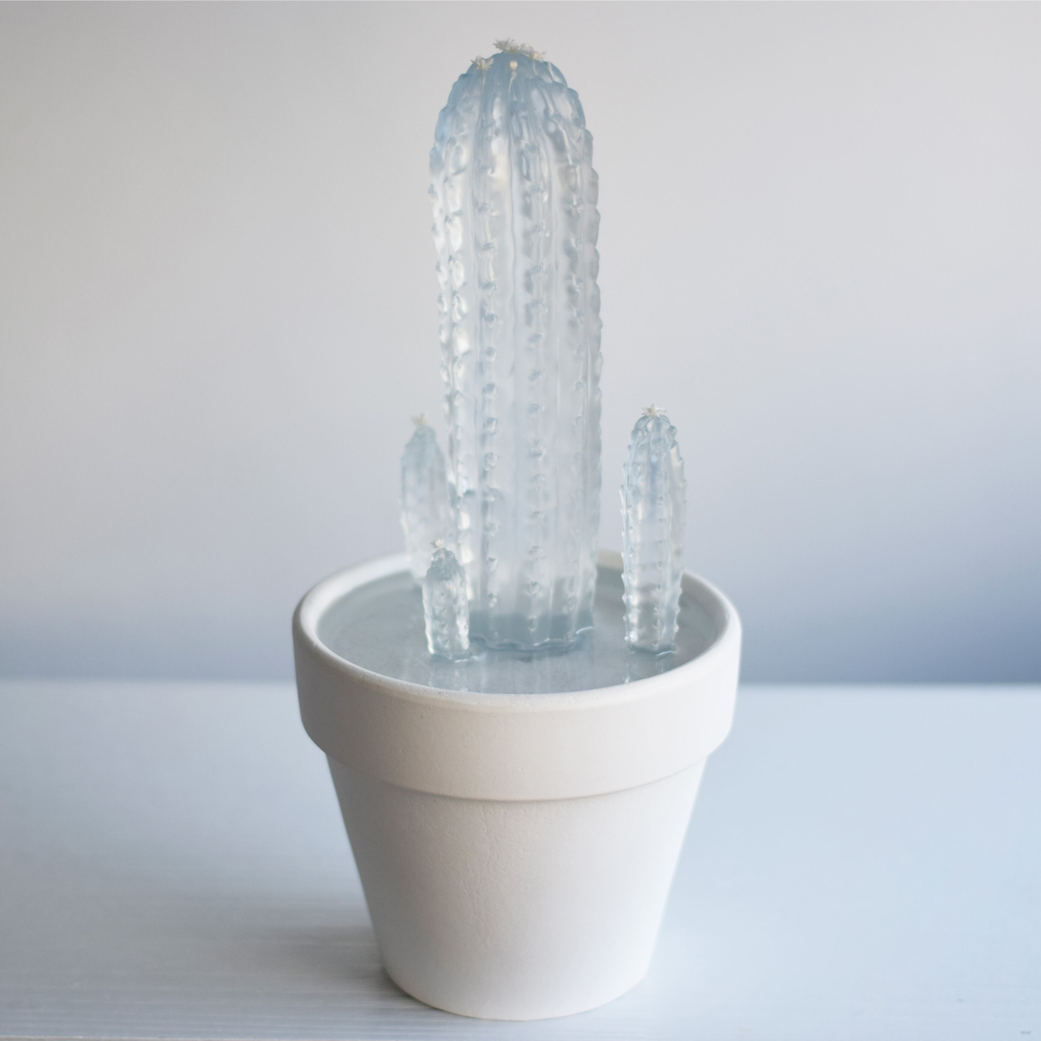 water cactus 柱サボテン寄せ植え | Sabotensi