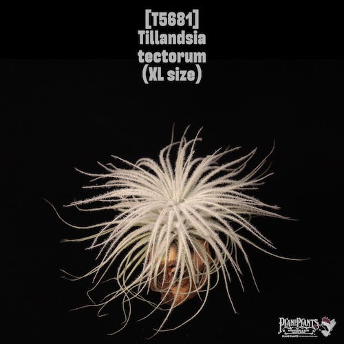 【送料無料】tectorum XL〔エアプランツ〕現品発送T5681
