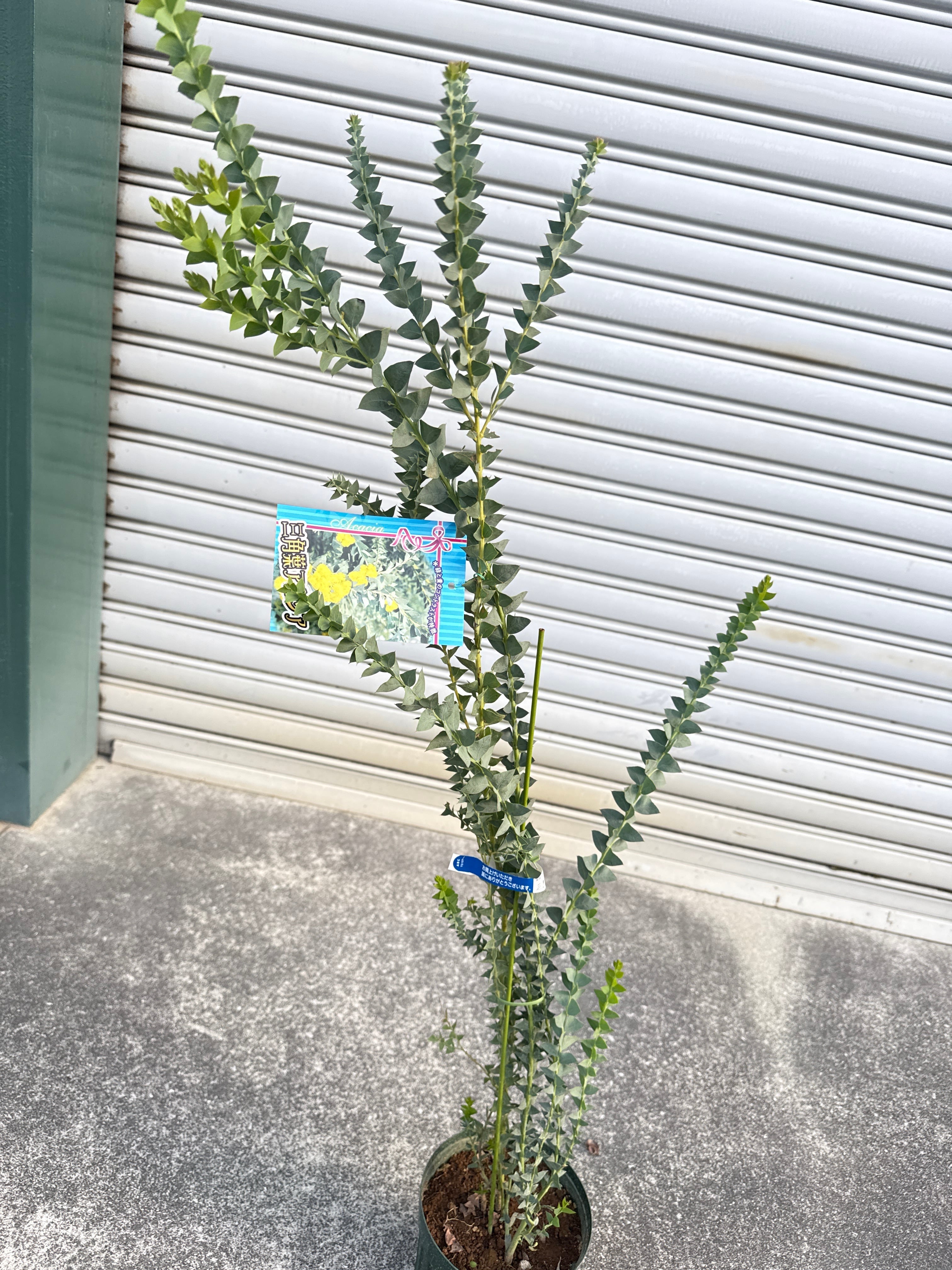 三角葉 アカシア | Gardenえん 【観葉熱帯植物】