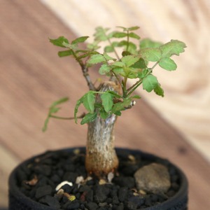 Bursera fagaroides (ブルセラ ファガロイデス) / 小株(3号鉢)/Lot.003