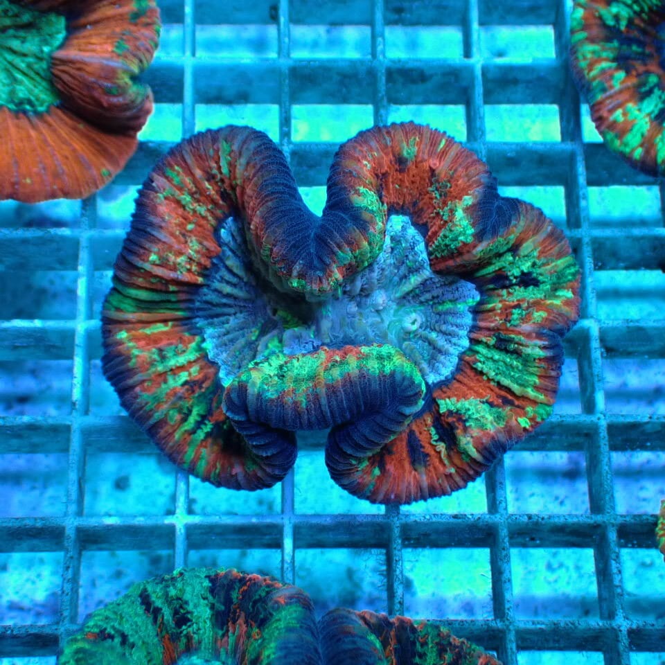 hiro2755 オオバナサンゴ、ブレインコーラル オオバナ / ブレインコーラル | HOUSE REEF(ハウスリーフ)サンゴ・海水