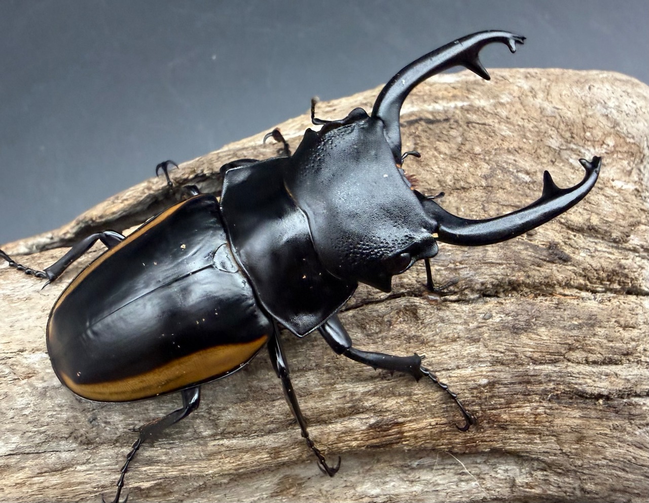 【WD】《スチーブンスツヤ亜種mamaesaensis 72mm A'品ペア》