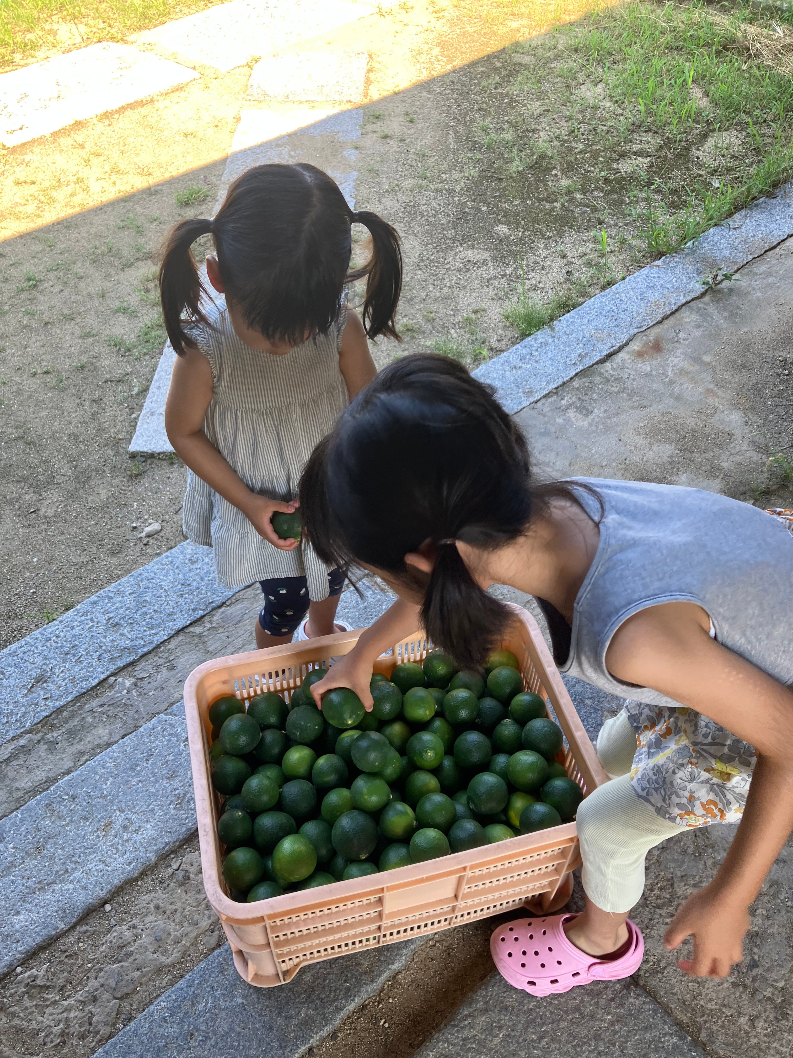 6缶セット IyokanLager w/花本農園 | gogoshima beer farm