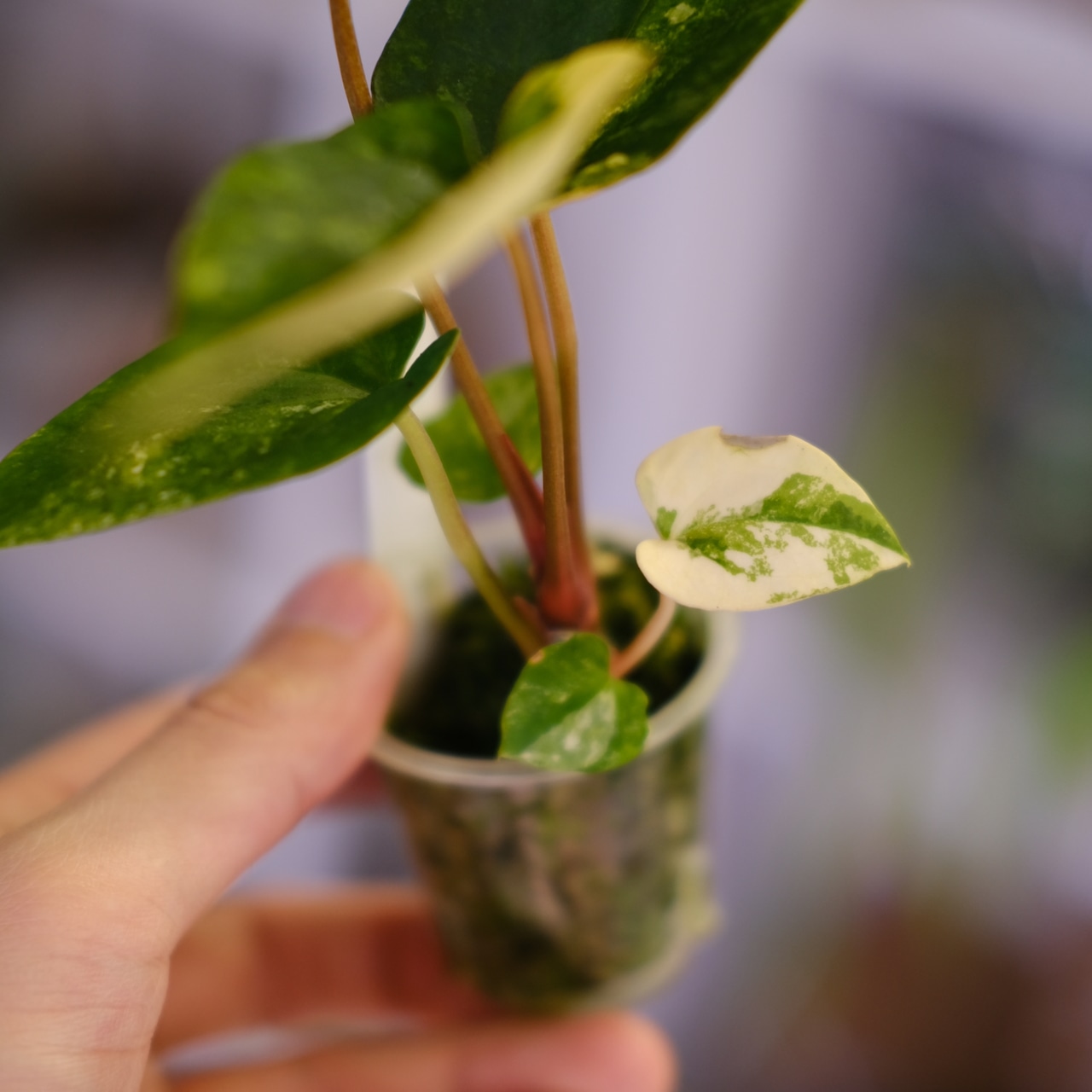 Anthurium (Papililaminum variegated × Crystallinum marble) × (Besseae × Papililaminum)⑧|アンスリウム|観葉植物