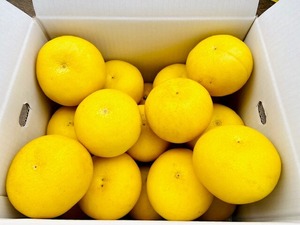 土佐文旦【家庭用】2Lサイズ10㎏（約20玉入り）