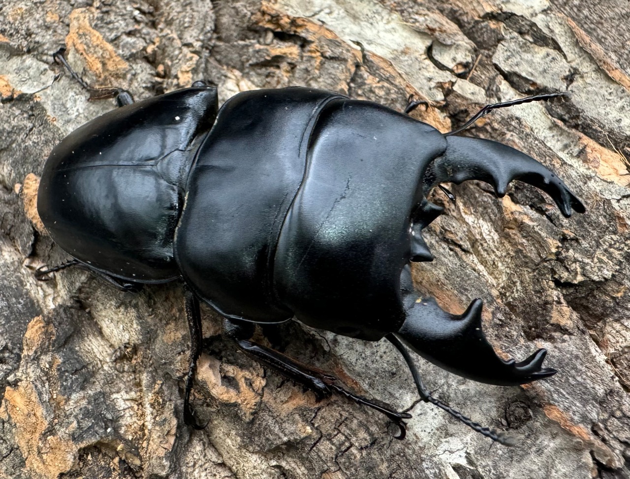 【WD】《アルキデスヒラタ ベンクール産 81mm ペア》