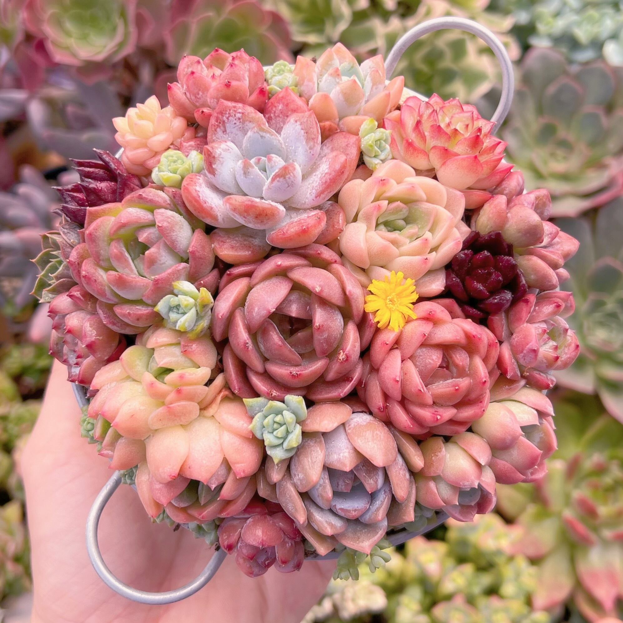 現物 寄せ植えセット#206 るる農園 | るる農園~多肉植物専門