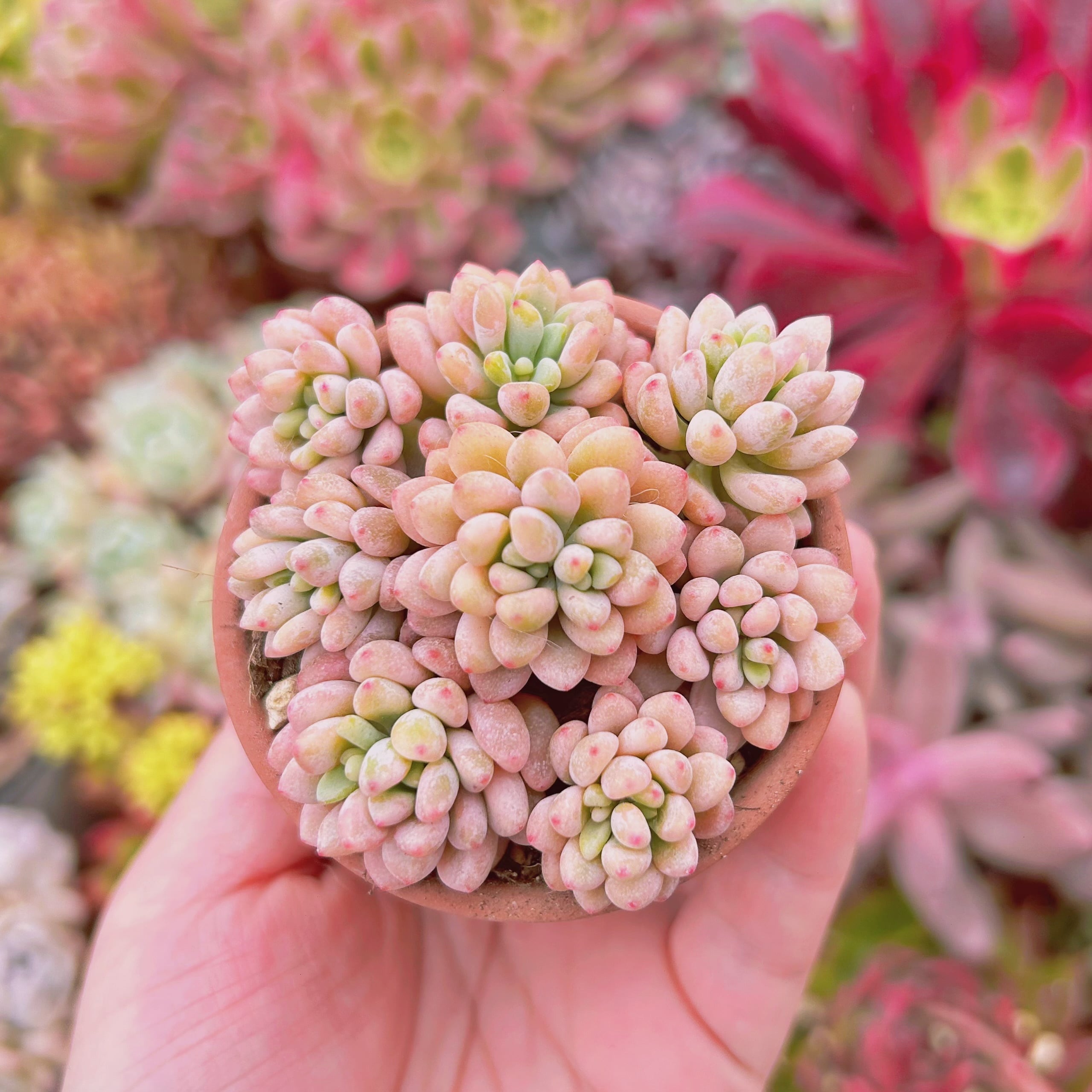 多肉植物　Graptopetalum  グリーンビーン錦　8頭　