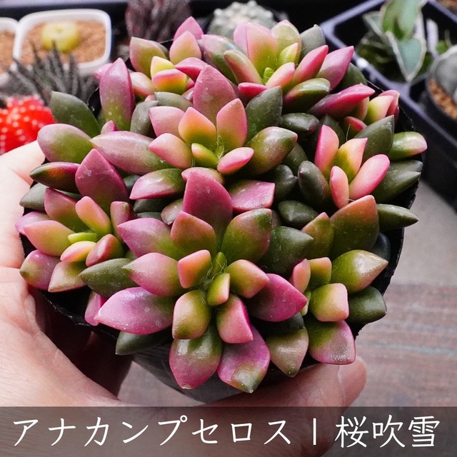 アナカンプセロス属【桜吹雪】多肉植物　斑入り　おすすめ