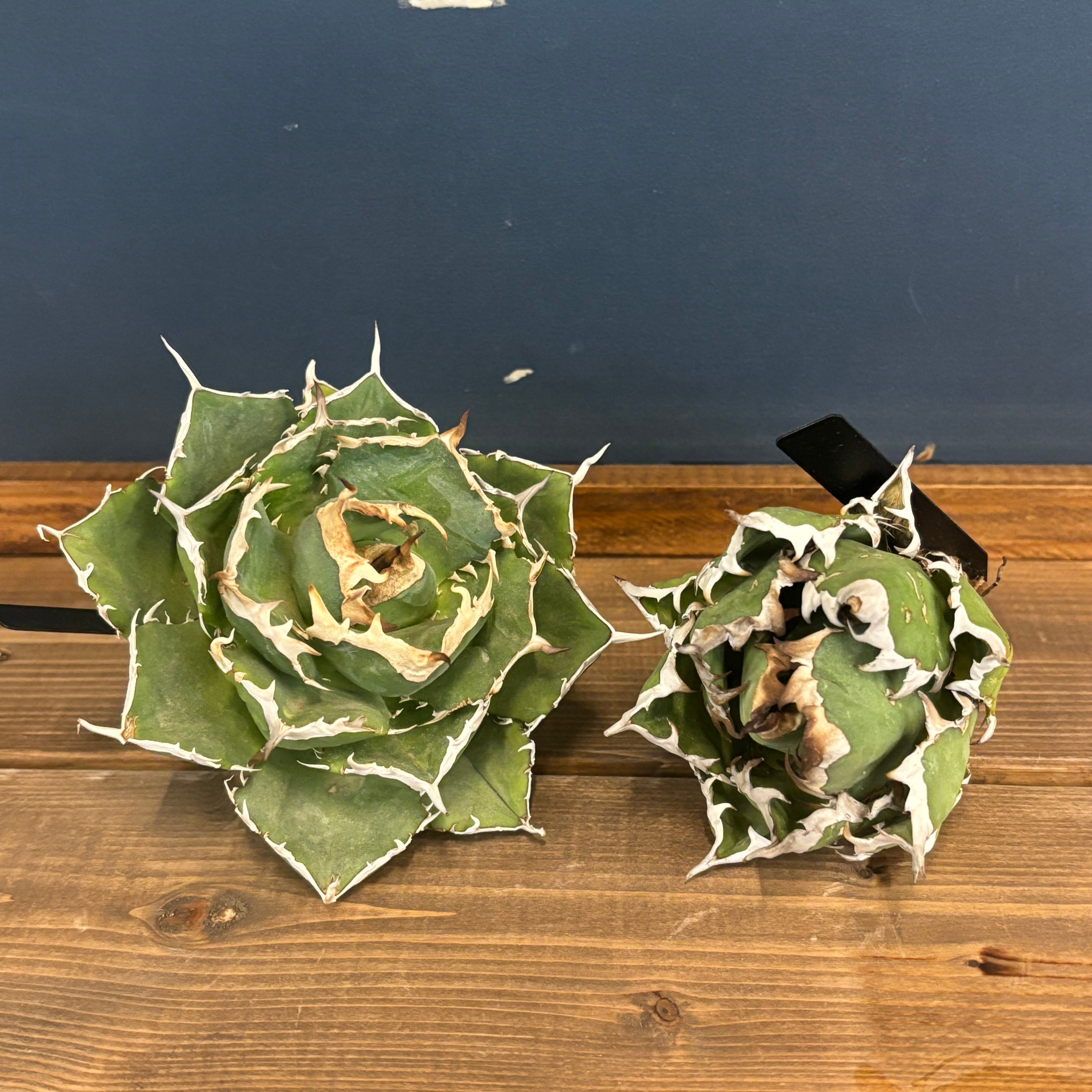 アガベ　チャム　chum イラン株 現品】2026年 CHAMさんアガベ イラン株福袋 30,000円 | PROTOLEAF