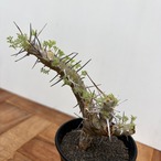 Monsonia herrei【モンソニア・へレー】