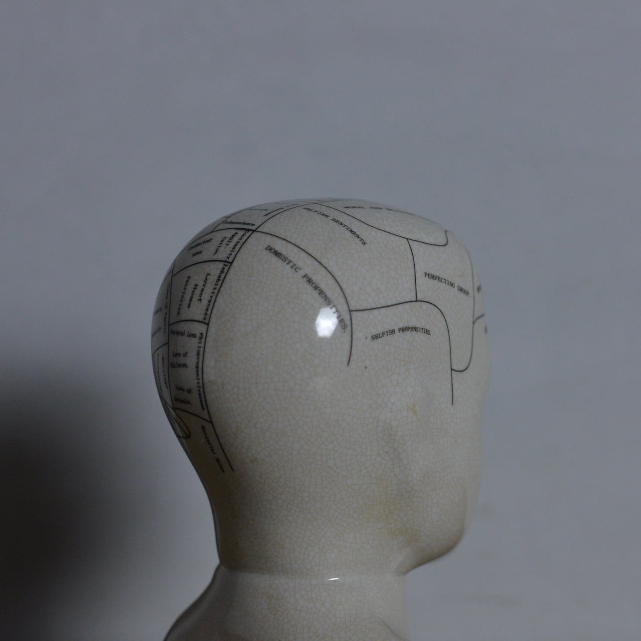 骨相学 フレノロジー ヘッド オブジェ 2Pセット 置物 ヨーロッパ