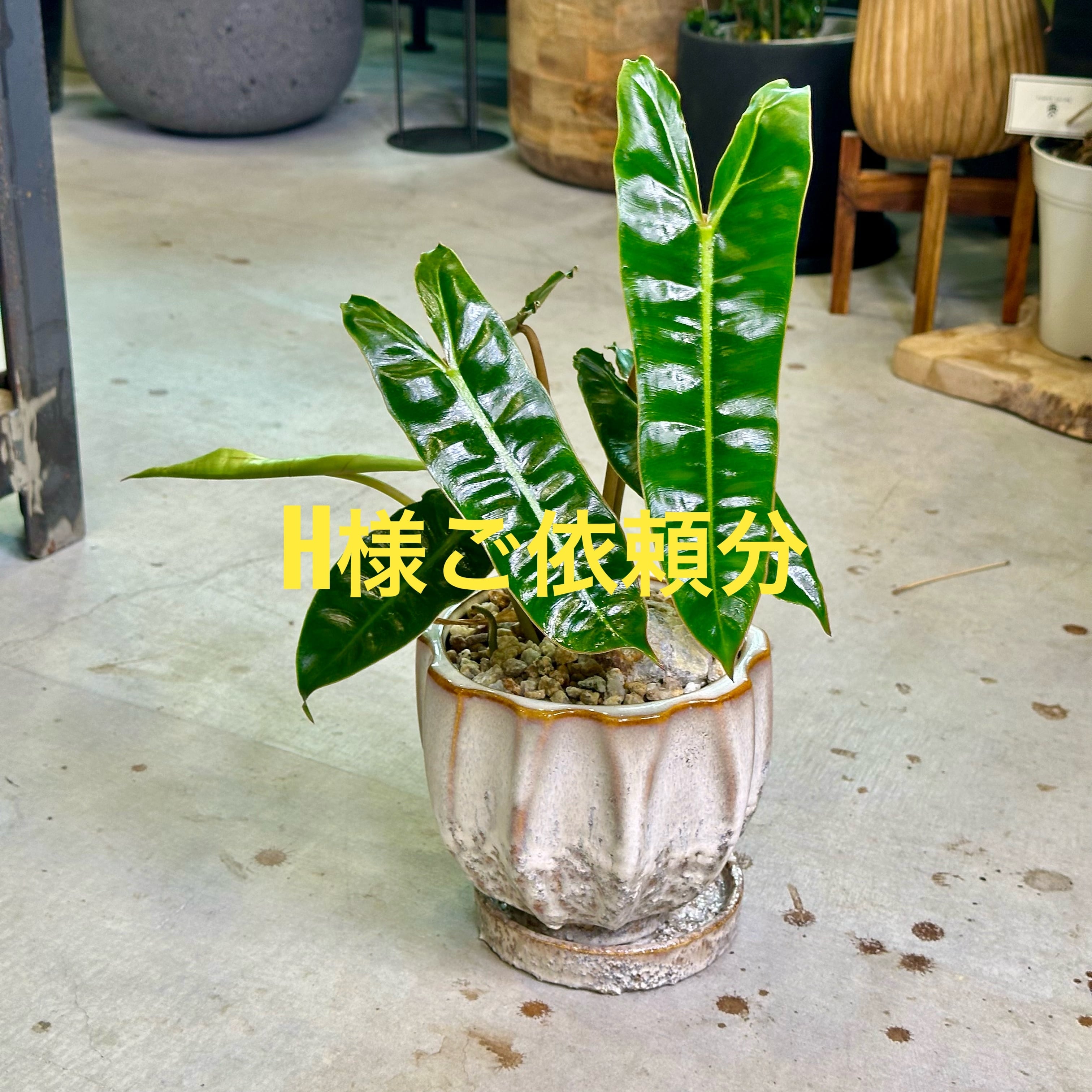 フィロデンドロン・ビレッティア | barrelplants_BONSAI