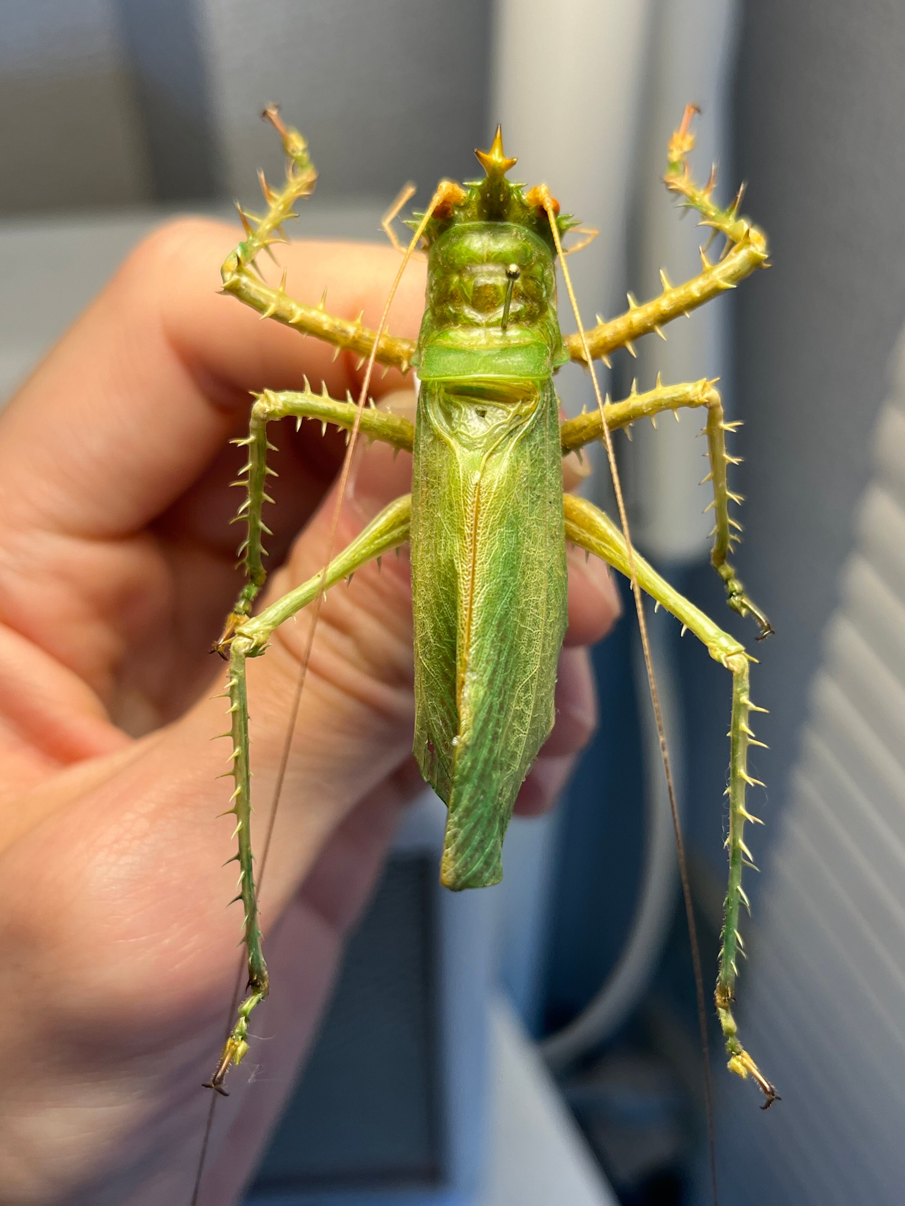 【螽斯最大級】トゲキリギリス 標本 スパイニーロブスター ナナフシコノハムシ 螽斯最大級】トゲキリギリス 標本 スパイニーロブスター ナナフシ