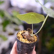 Stephania kaweesakii / ステファニア カウィーサキー⑯ / 観葉植物