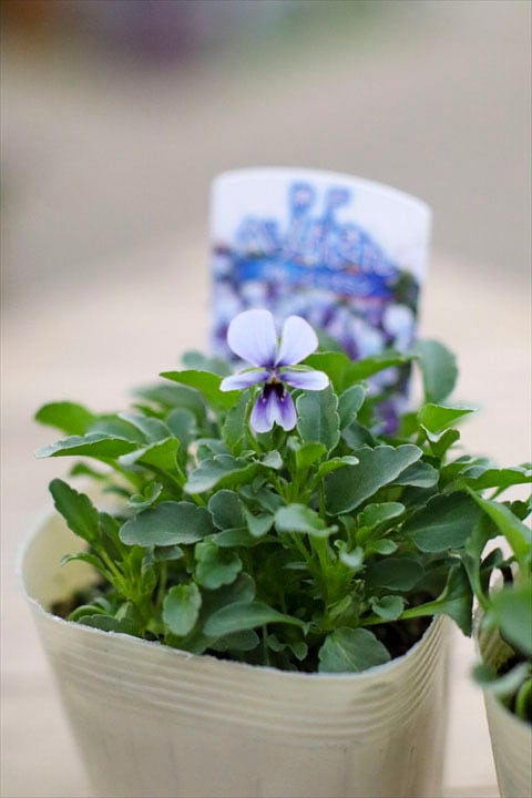 MIYABIさま　Ｓ２３♥神戸べっぴんさん♥超超大人気希少♥花苗ポットごと発送♥ MIYABIさま S23♥神戸べっぴんさん♥超超大人気希少♥花苗ポットごと