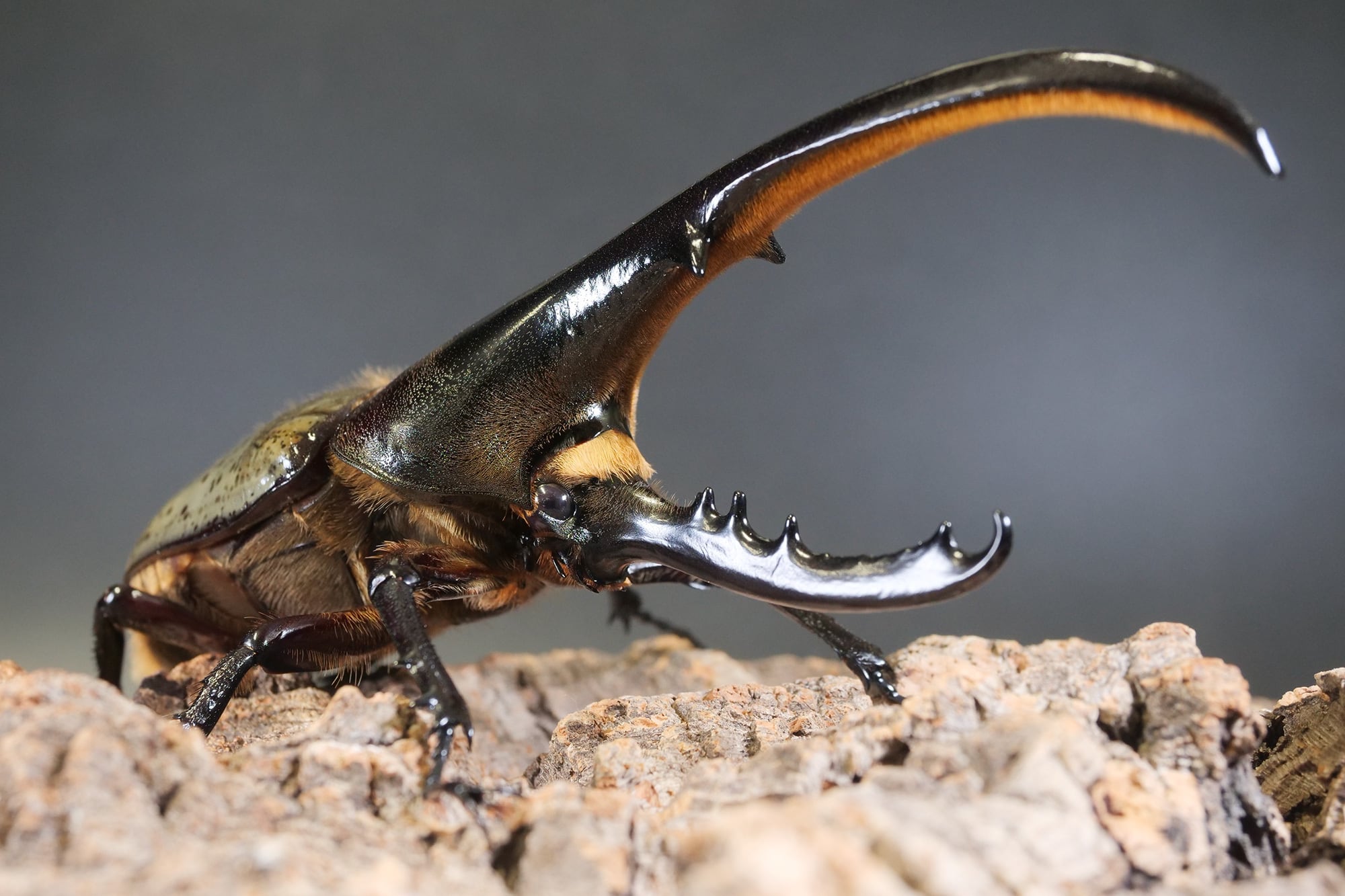 ヘラクレス カブトムシ 成虫 3頭セット