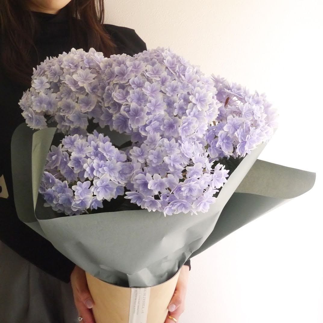 【母の日】紫陽花鉢植え