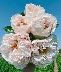 シャクヤク | 新鮮お花問屋 Jp-Farmers.com