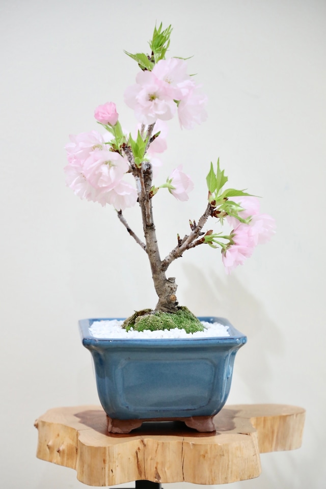 【S】旭山桜 盆栽/Japanese white pine bonsai ※陶器鉢付き