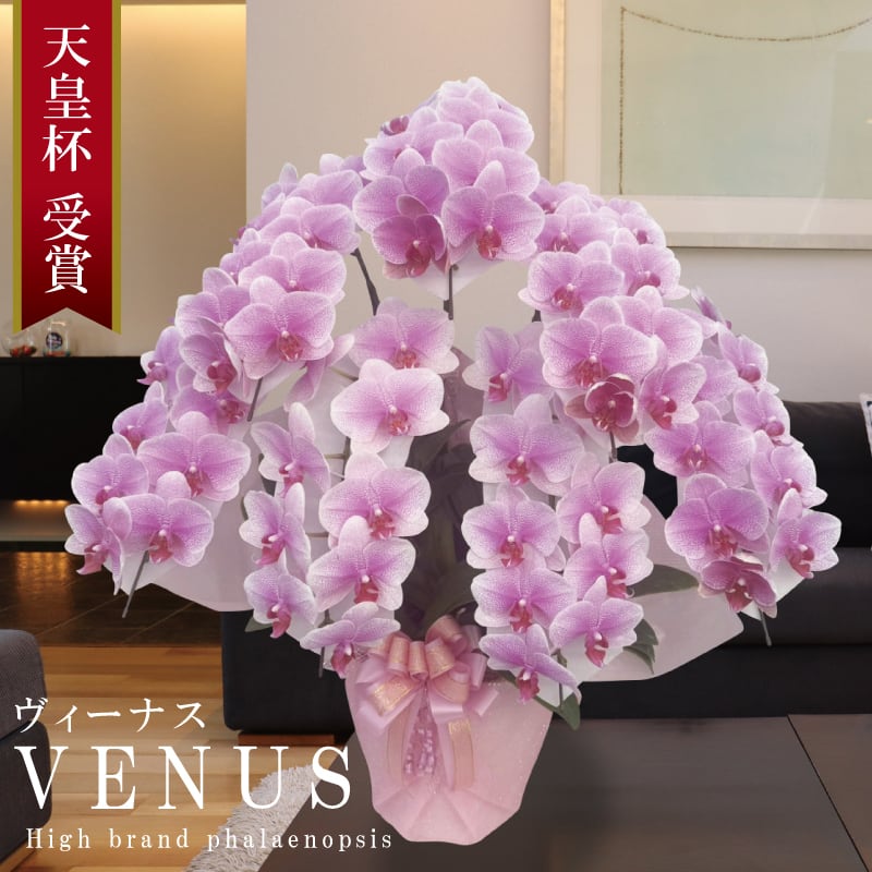 胡蝶蘭 花持ち長い 中輪 7本立ち 60輪〜 白ピンク グラデーション