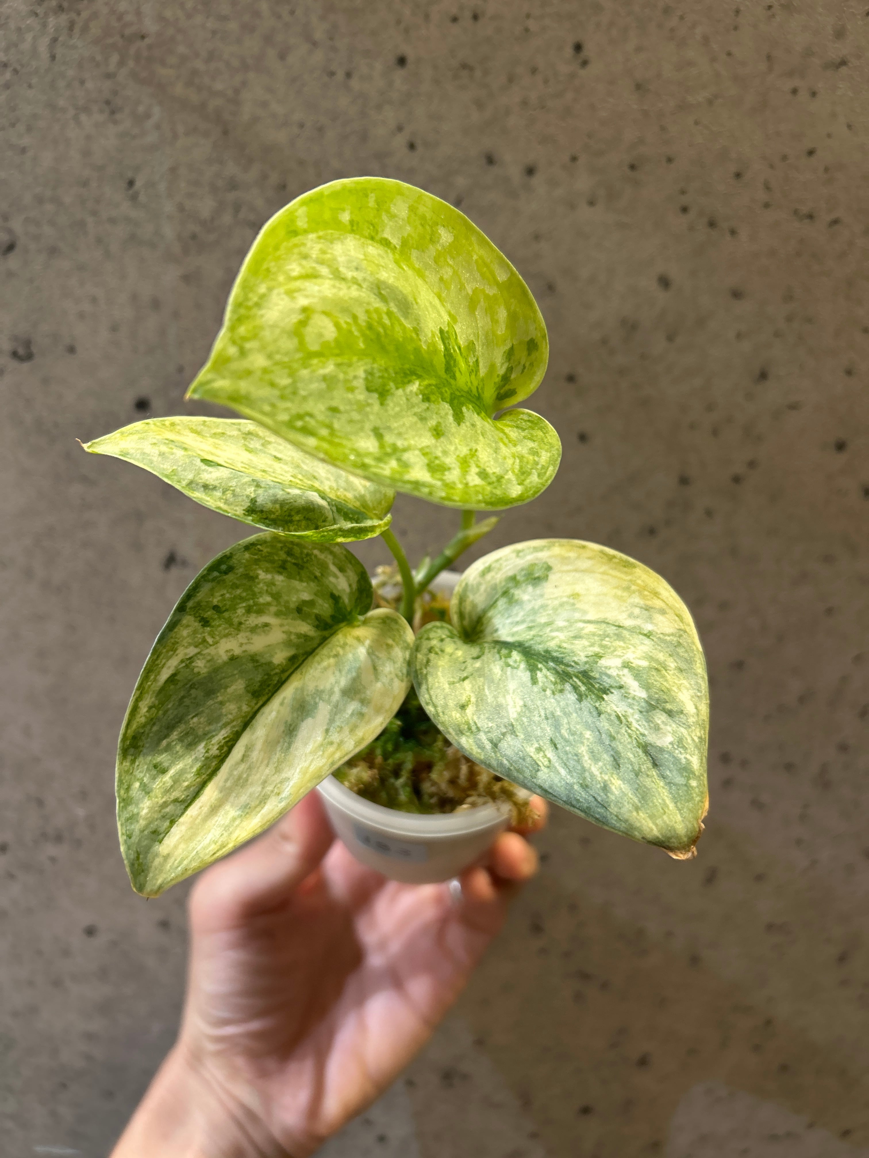 S98 スキンダプサス ブラックドラゴン | MIDORIYA 観葉植物専門店