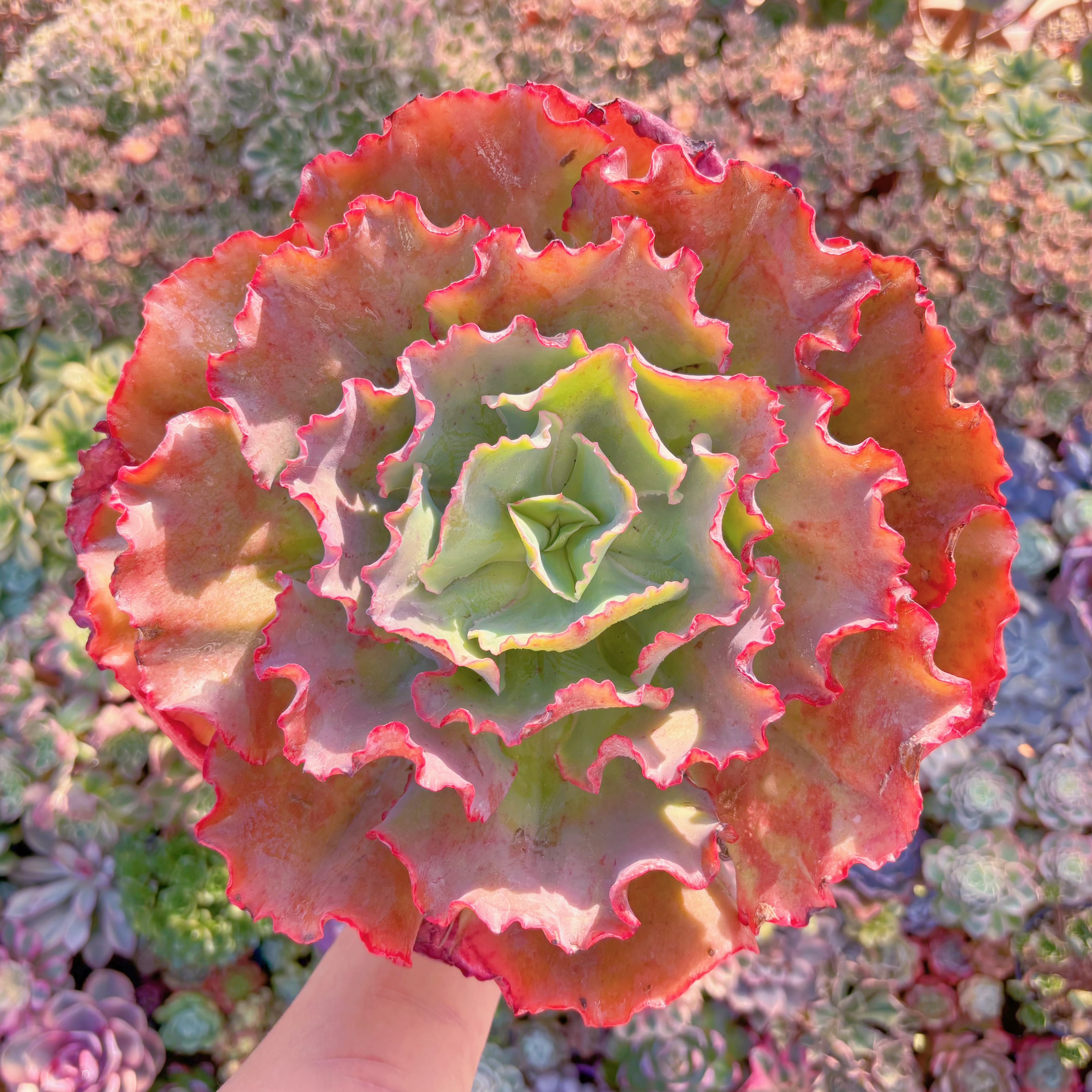 現品　ブルーローズ#2182　特大苗　新入荷　るる農園