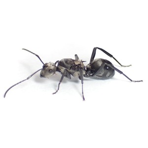 デーメリトゲアリ｜女王｜Polyrhachis daemeli