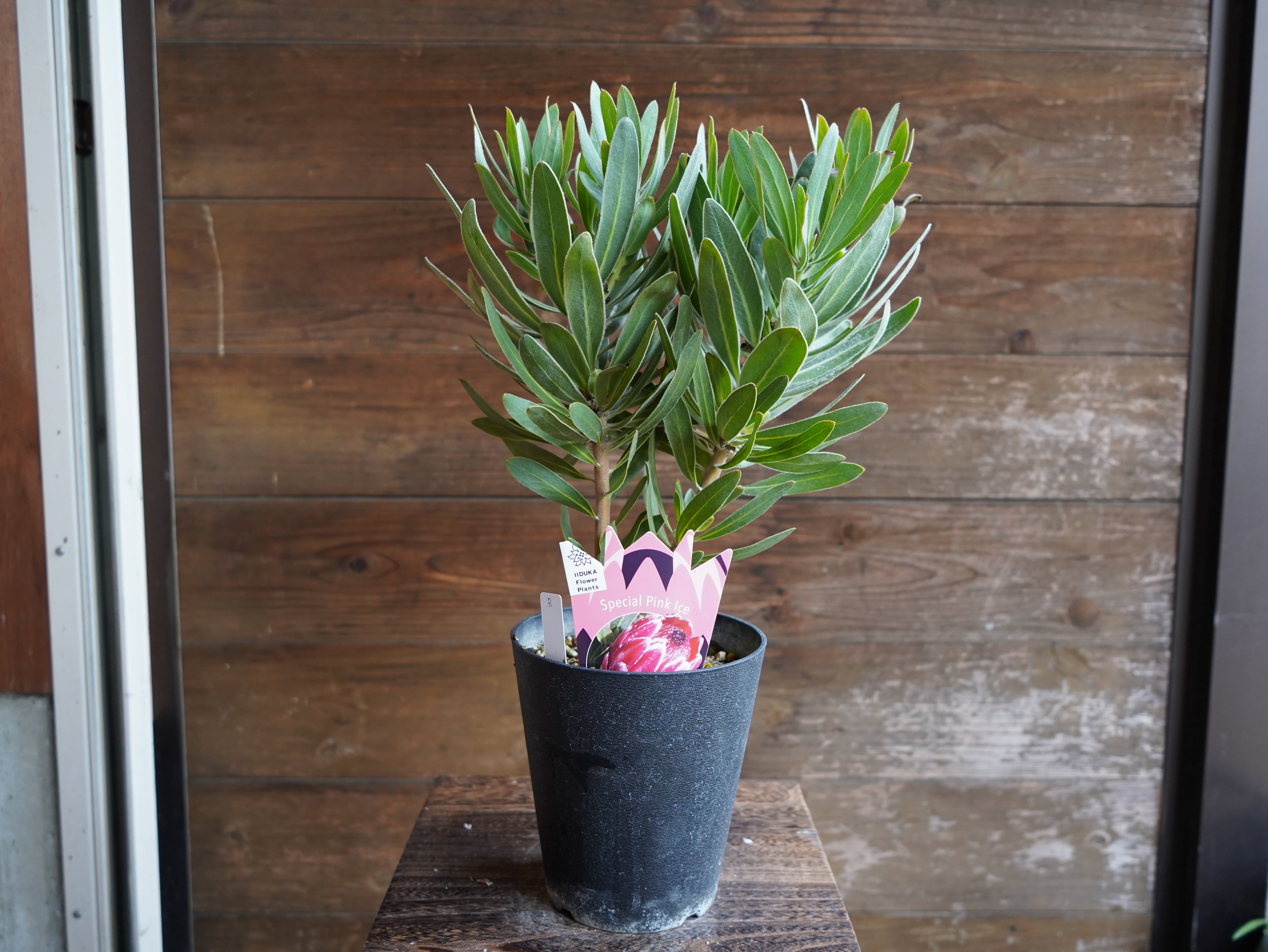 【現物】プロテア　”スペシャルピンクアイス”　B