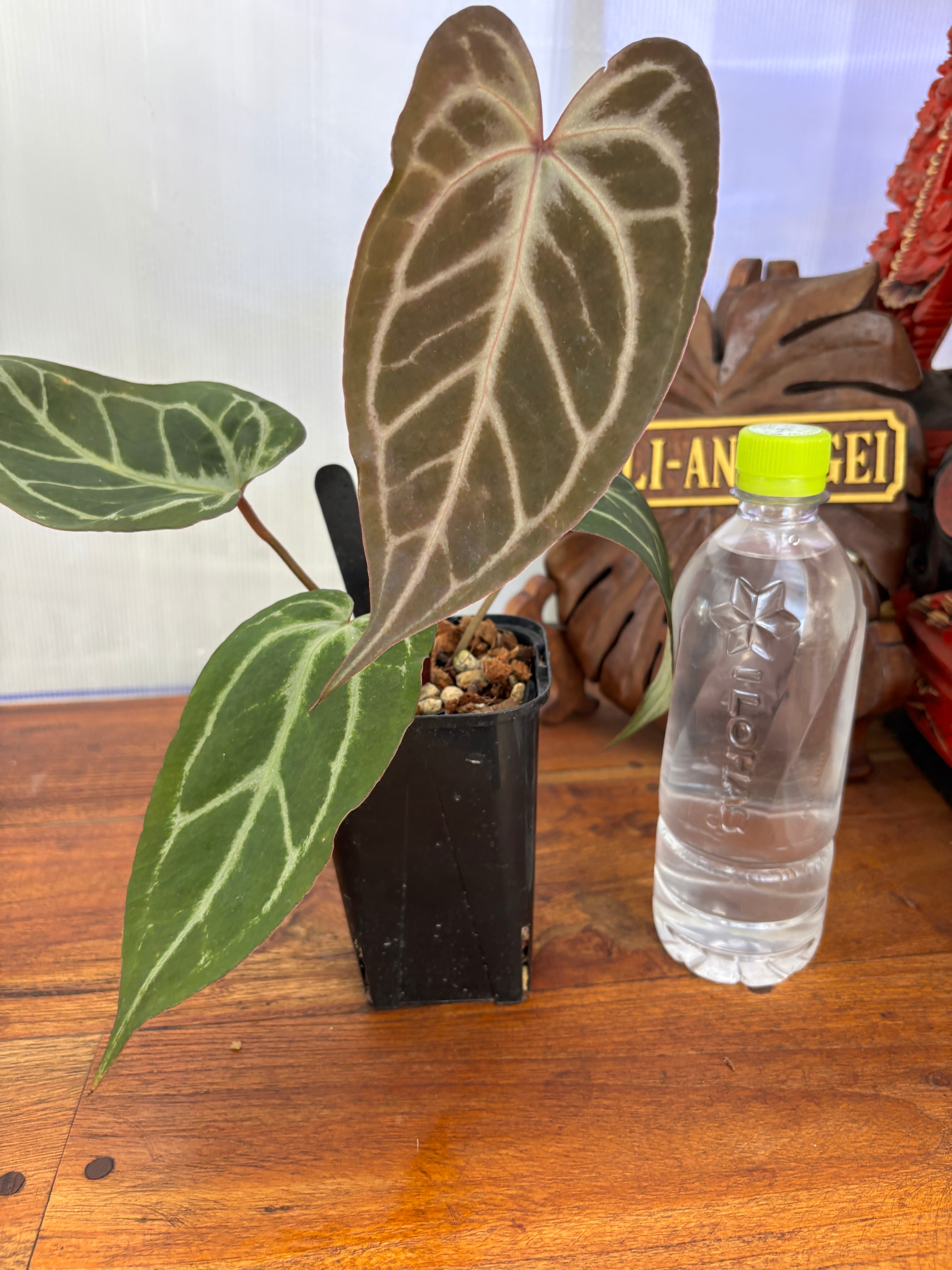 Anthurium | BALI-AN 園芸