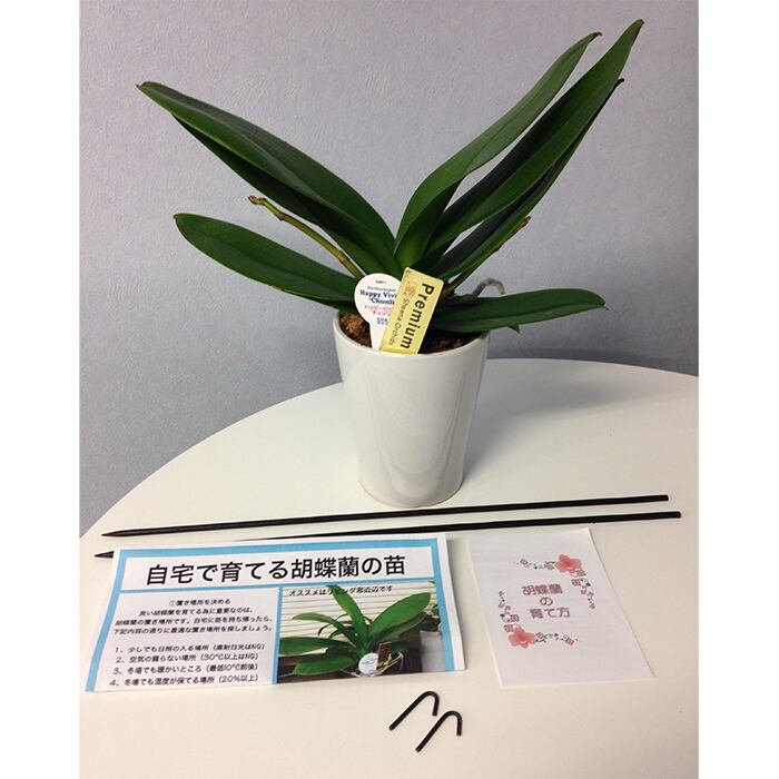 マイクロ胡蝶蘭 苗 花芽2本付き ピンク Home Made Orchid 送料込 よいはな Yoihana 最高品質のお花をお届けするネット通販