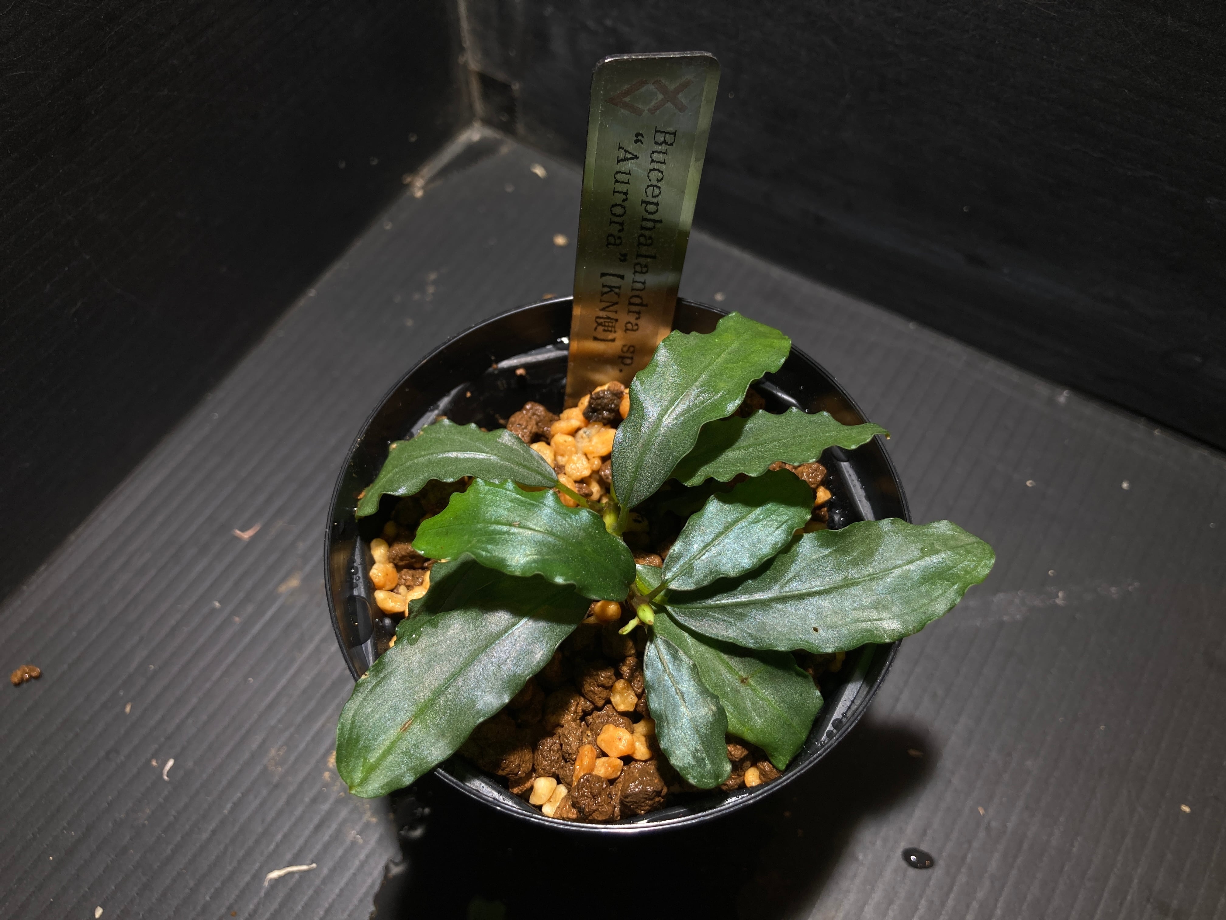 ブセファランドラ | AquaFocus